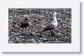 Upland Geese