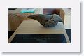 A replica of a Milidon claw is on exhibit