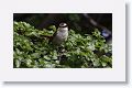Thorn-tailed Rayadito