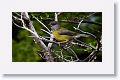 Patagonia Sierra-Finch
