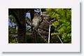 White-crested Elaenia
