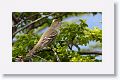 White-crested Elaenia
