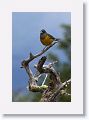 Patagonia Sierra-Finch