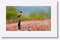Austral Thrush
