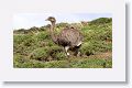 Darwin's Rhea