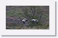 Upland Geese