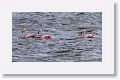 Chilean Flamingoes at Laguna Armaga