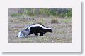 Humboldt's hog-nosed skunk