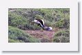 Humboldt's hog-nosed skunk