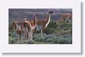 Guanacos