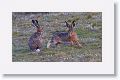 European Hares (introduced)