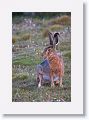 European Hare (introduced)