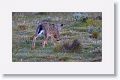 European Hare (introduced)