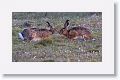 European Hares (introduced)