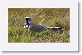 Southern Lapwing