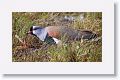 Southern Lapwing