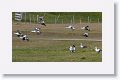 Upland Geese