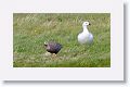 Upland Geese