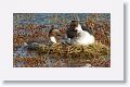 Silvery Grebe
