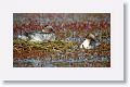 Silvery Grebe