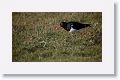 American Oystercatcher