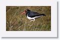 American Oystercatcher
