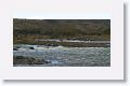 A shallow but fast moving river crossing was required to get to the owls