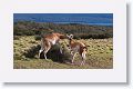 Young male Guanacos sparing