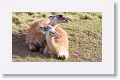 Young male Guanacos sparing