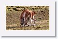 Young male Guanacos sparing