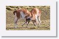Young male Guanacos sparing