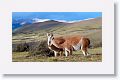 Young male Guanacos sparing