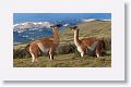 Young male Guanacos sparing
