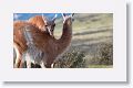 Young male Guanacos sparing