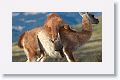 Young male Guanacos sparing