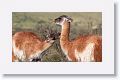 Young male Guanacos sparing
