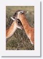 Young male Guanacos sparing