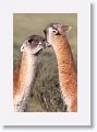 Young male Guanacos sparing