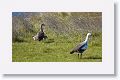 Upland Geese
