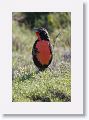 Long-tailed Meadowlark