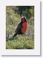 Long-tailed Meadowlark