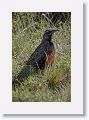 Long-tailed Meadowlark (female)