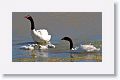 Black-necked Swans