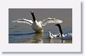 Black-necked Swans