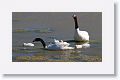 Black-necked Swans