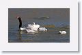 Black-necked Swans