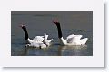 Black-necked Swans