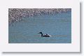 Great Grebe