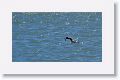 Great Grebe with fish