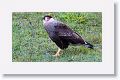 Southern Caracara